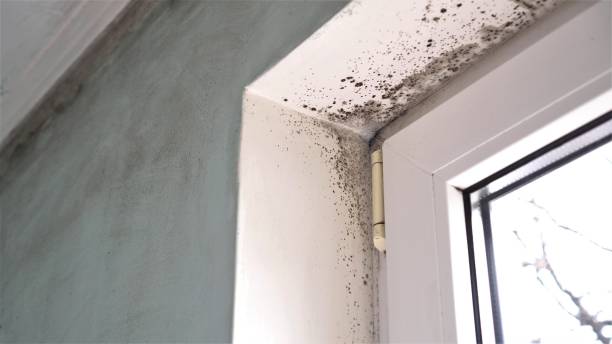 Best Local Mold Removal Service  in Park City, UT