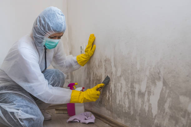 Best Mold Cleaning Services  in Park City, UT