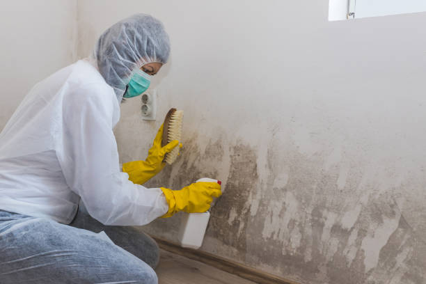 Park City, UT Mold Removal Company