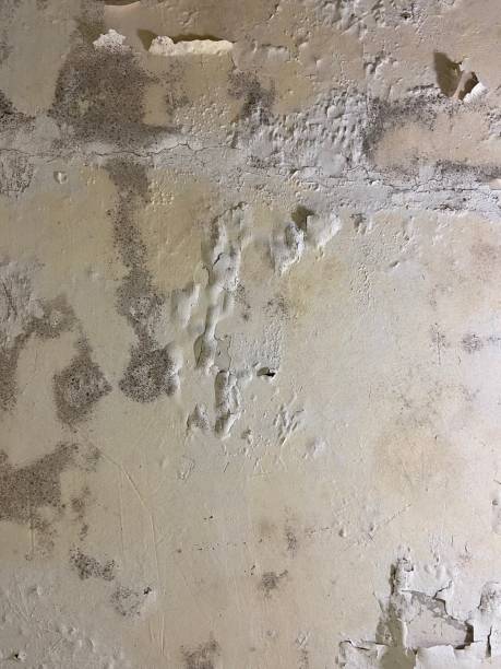 Best Black Mold Removal  in Park City, UT