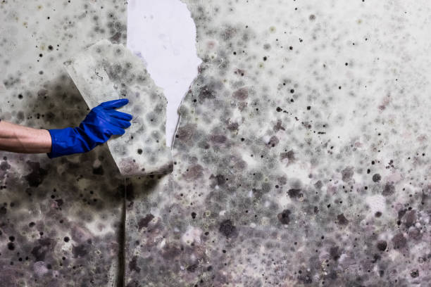 Best Mold Removal Specialists  in Park City, UT